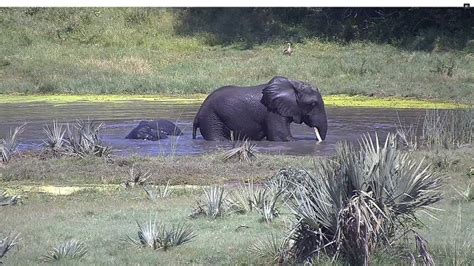 【LIVE】 Webcam Tembe Elephant Park